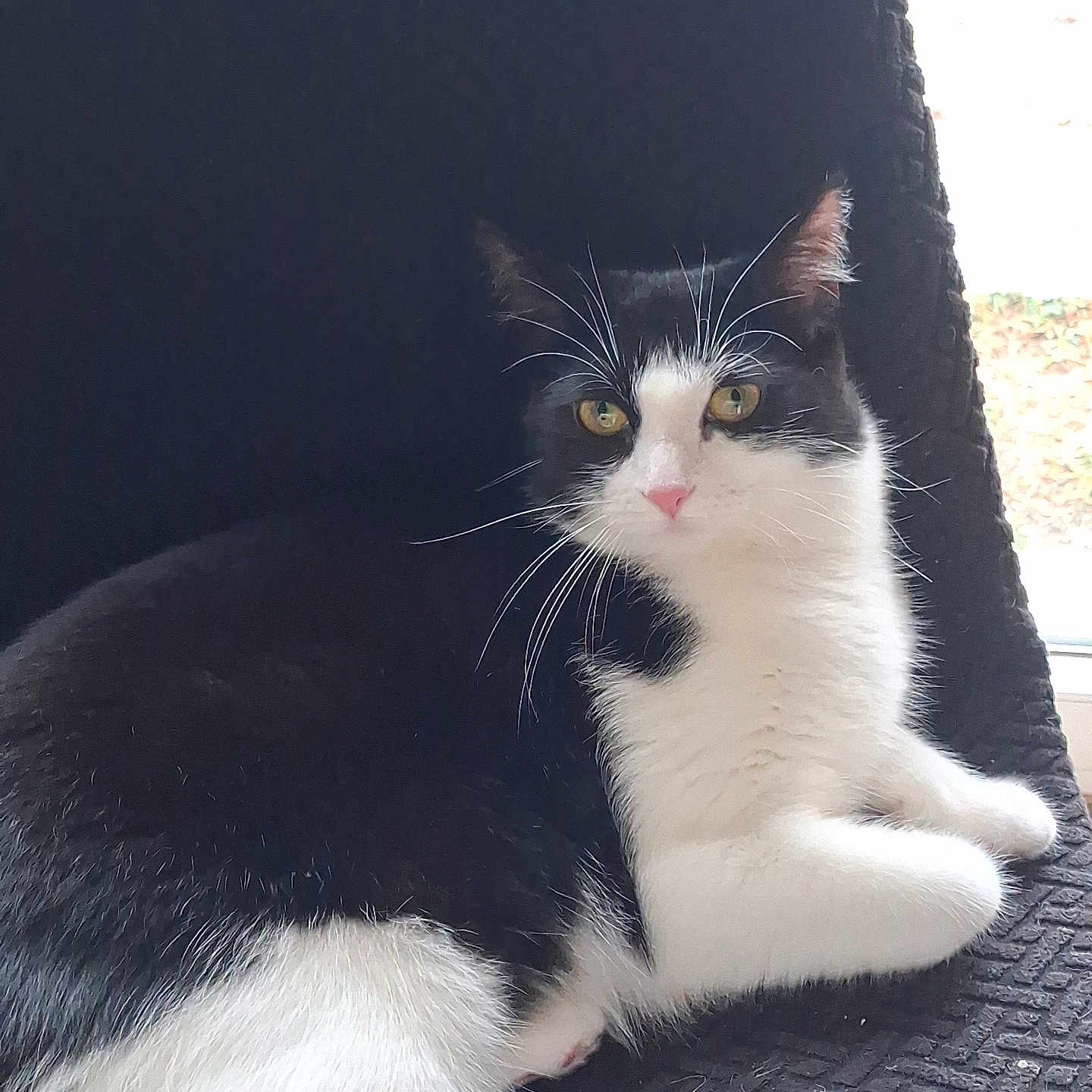Oreo