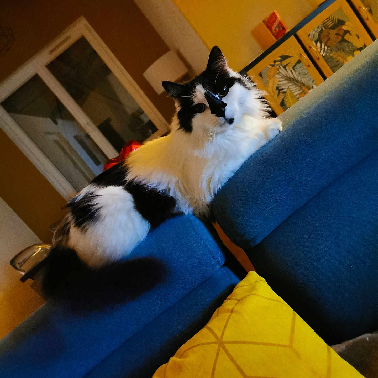 Baby Cat participe au concours pour gagner de l'argent avec cette photo : animal, black_and_white, blue_couch, cat, couch, cozy, curious, decor, domestic, feline, fluffy, furniture, home, indoor, living_room, pet, relaxed, resting, window, yellow_pillow