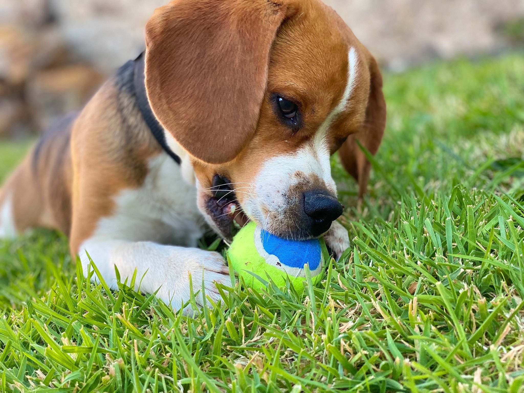 Rio a rejoint le concours — aidez-le/la à gagner de superbes lots ! ball, beagle, canidae, carnivore, collar, companion_dog, dog, dog_breed, dog_supply, fawn, football, grass, hound, liver, scent_hound, snout, sporting_group, tennis_ball, terrestrial_animal, whiskers