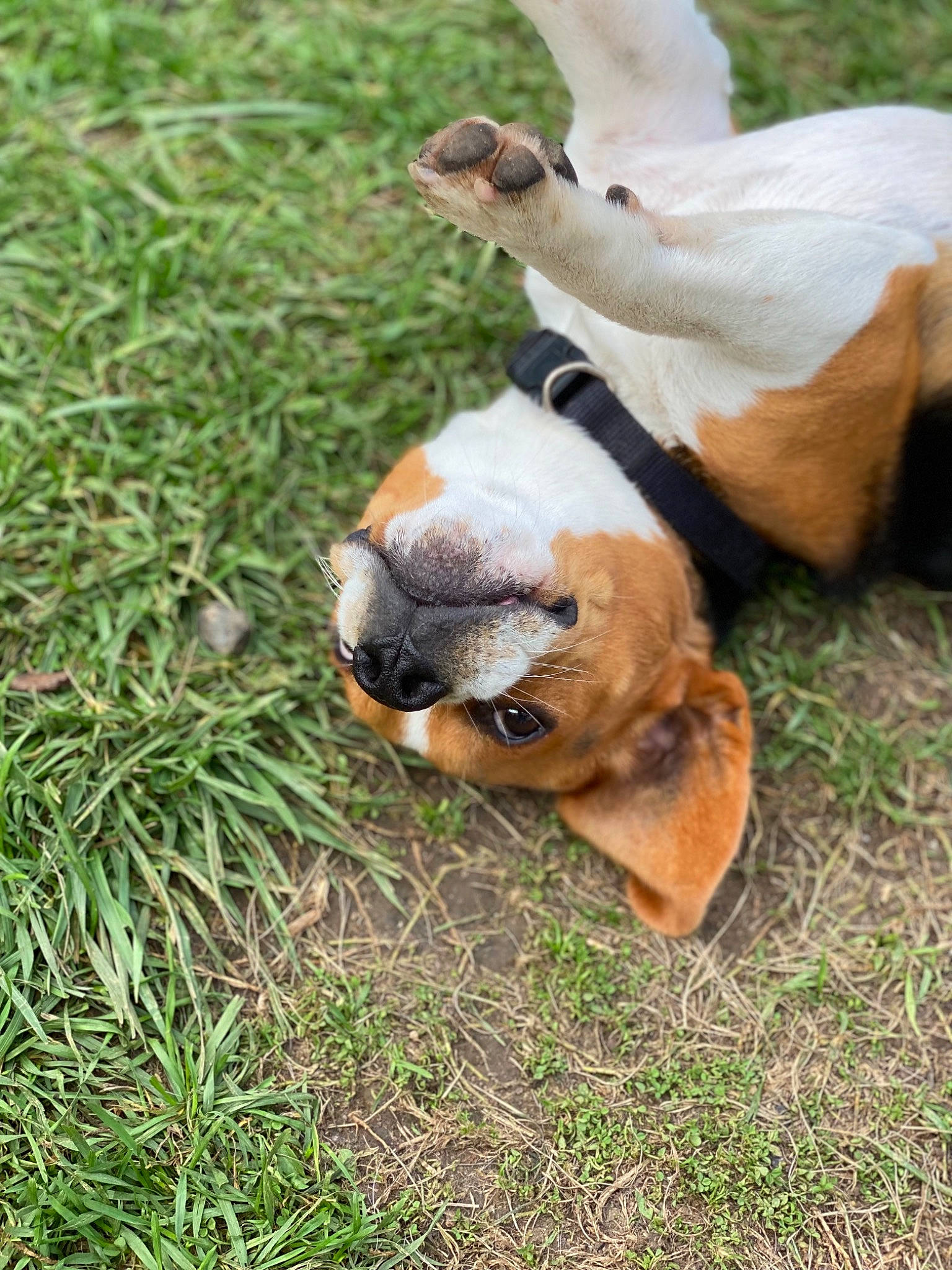 Rio a rejoint le concours — aidez-le/la à gagner de superbes lots ! bovine, carnivore, companion_dog, dog, dog_breed, eye, fawn, fur, grass, grassland, grazing, groundcover, human_leg, livestock, plant, snout, sporting_group, tail, terrestrial_animal, working_animal