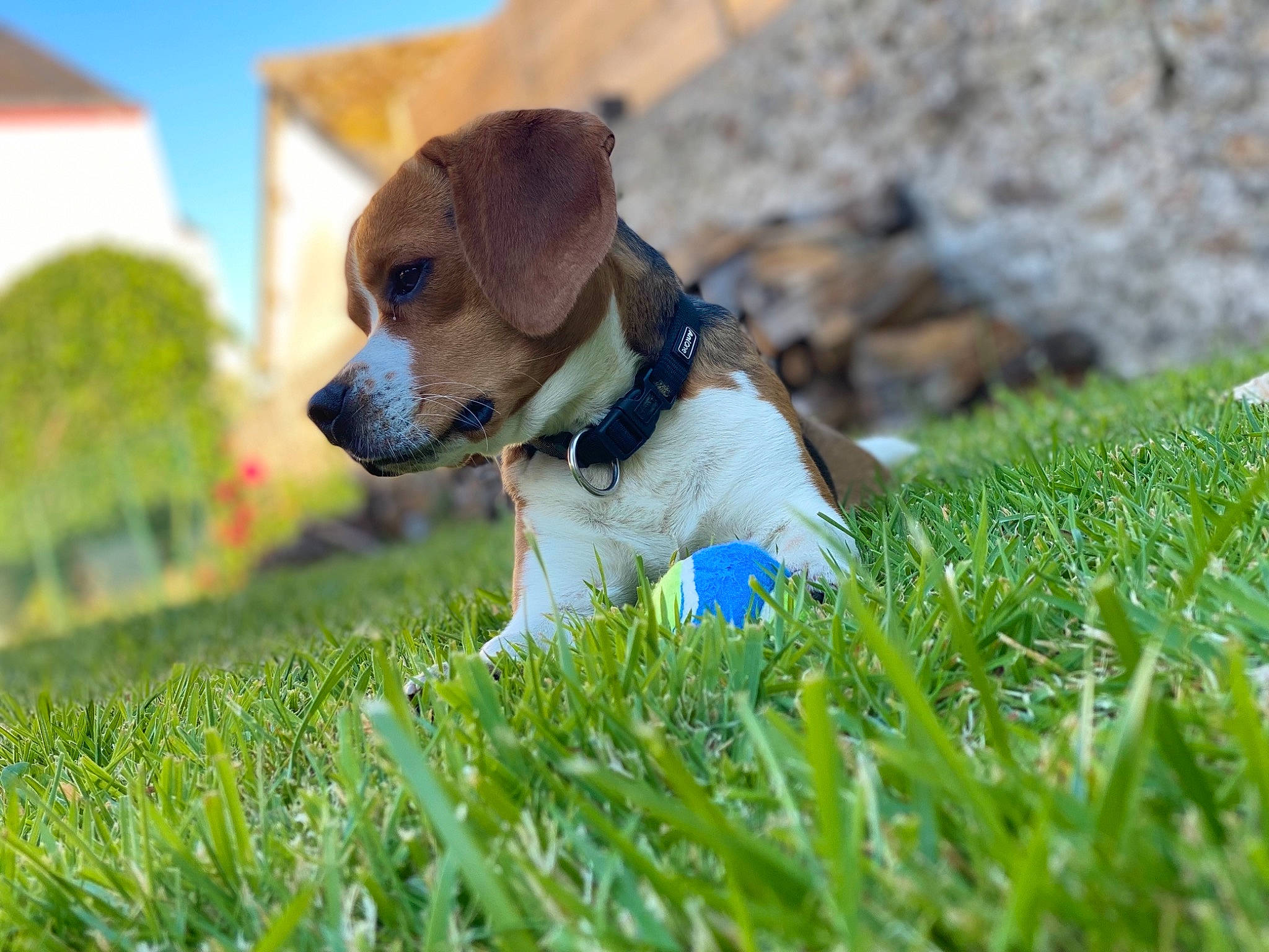 Rio participe au concours pour gagner de l'argent avec cette photo : ball, canidae, carnivore, collar, companion_dog, dog, dog_breed, dog_collar, dog_supply, fawn, grass, grassland, people_in_nature, plant, sky, snout, sporting_group, sunglasses, terrier, whiskers