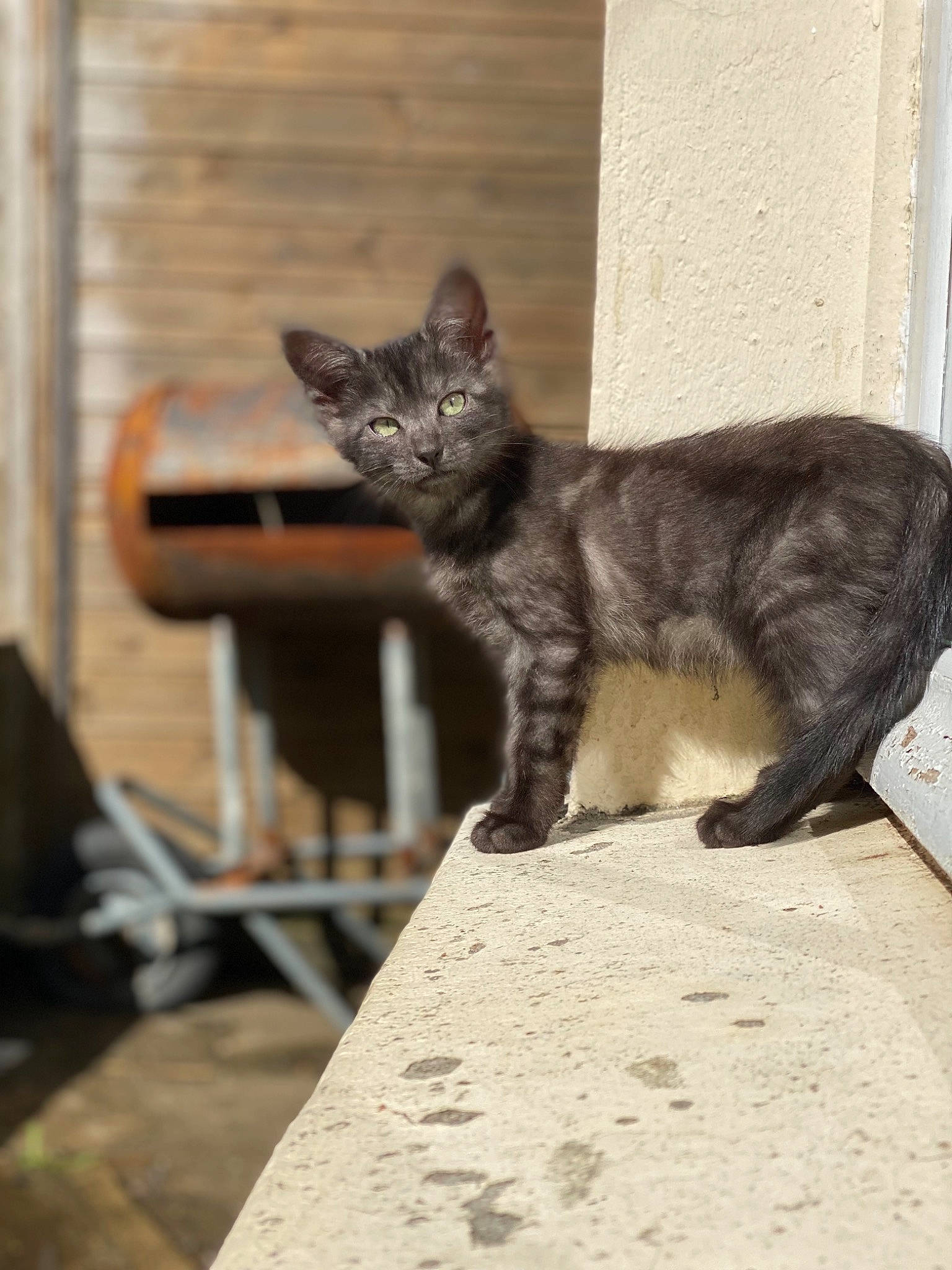 Luffy a rejoint le concours — aidez-le/la à gagner de superbes lots ! carnivore, cat, claw, domestic_short_haired_cat, eye, felidae, fur, grey, paw, plant, sitting, small_to_medium_sized_cats, tail, terrestrial_animal, tree, whiskers, wildlife, window, wood