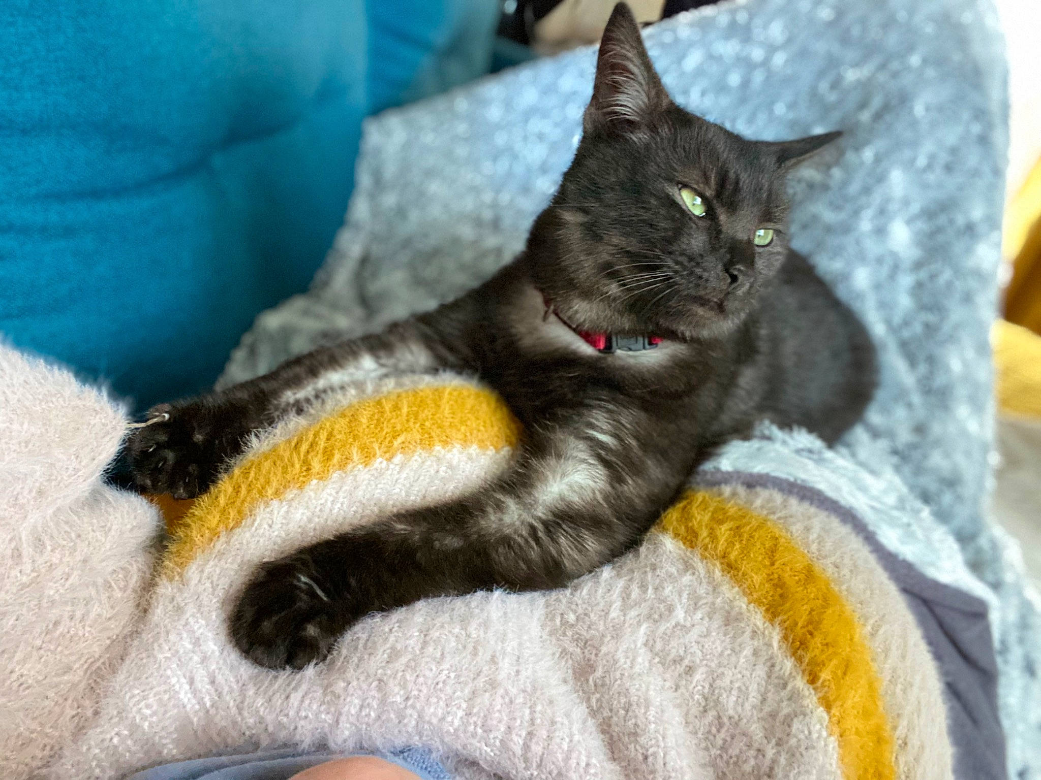 Luffy a rejoint le concours — aidez-le/la à gagner de superbes lots ! black_cat, blue, carnivore, cat, claw, comfort, couch, domestic_short_haired_cat, electric_blue, felidae, fur, grey, linens, nap, paw, sitting, small_to_medium_sized_cats, tail, whiskers