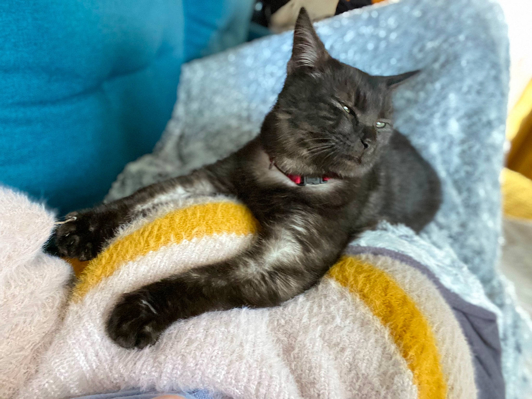 Luffy a rejoint le concours — aidez-le/la à gagner de superbes lots ! bed, black_cat, blue, carnivore, cat, claw, comfort, domestic_short_haired_cat, electric_blue, felidae, fur, grey, linens, nap, paw, sitting, small_to_medium_sized_cats, snout, tail, whiskers