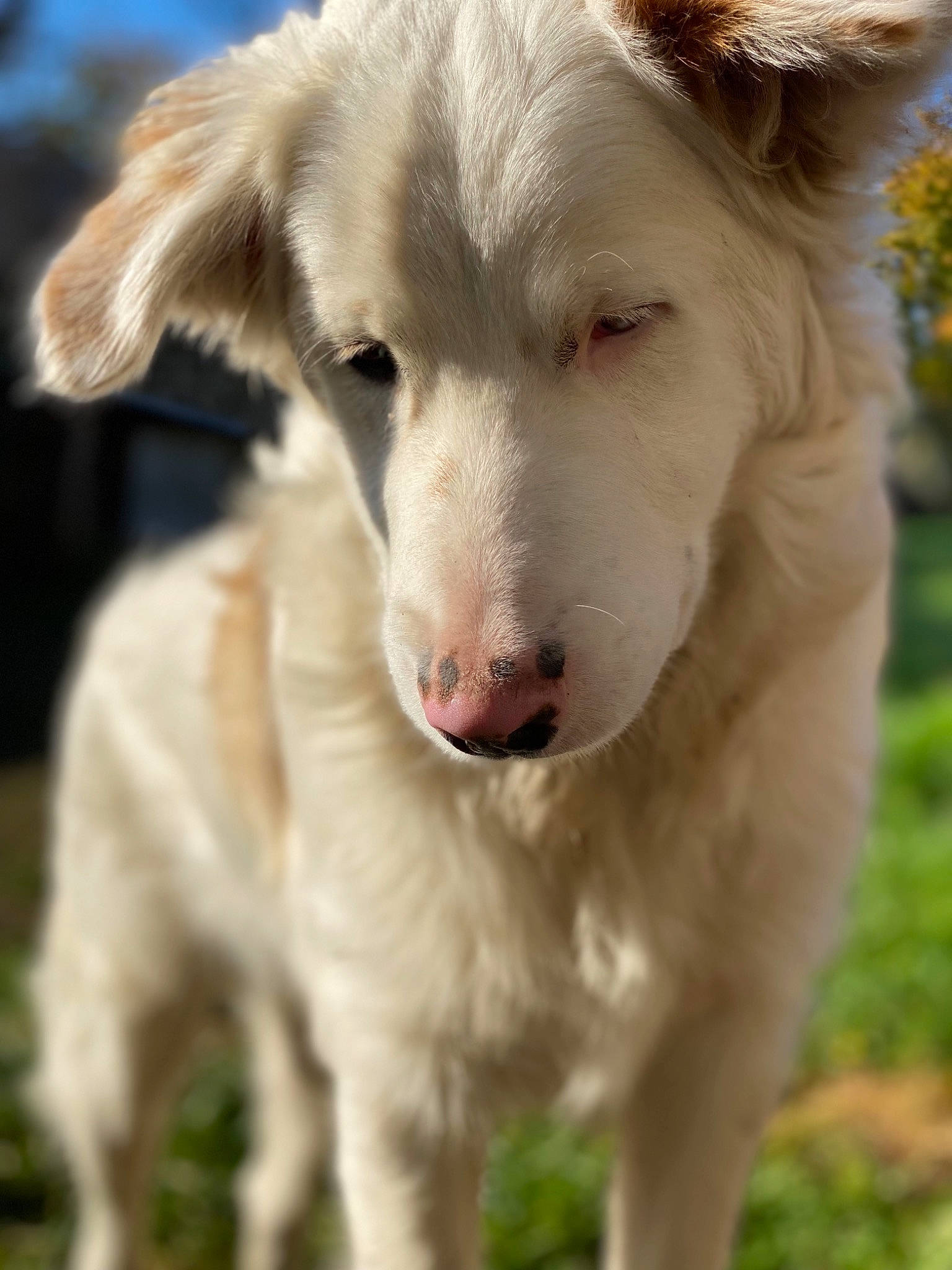 Fantôme participe au concours pour gagner de l'argent avec cette photo : ancient_dog_breeds, canidae, carnivore, companion_dog, dog, dog_breed, fawn, fur, grass, plant, snout, sporting_group, terrestrial_animal, whiskers, working_animal, working_dog