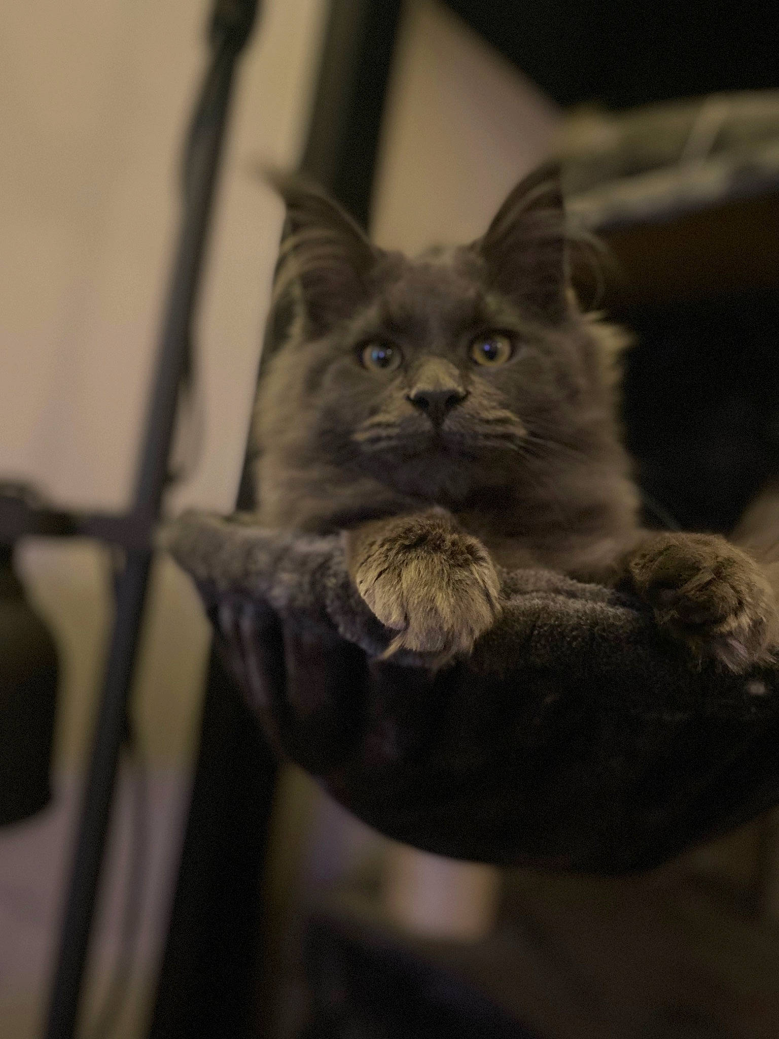 Tornade a rejoint le concours — aidez-le/la à gagner de superbes lots ! carnivore, cat, comfort, domestic_short_haired_cat, fawn, felidae, fur, grey, monochrome, monochrome_photography, russian_blue, small_to_medium_sized_cats, snout, still_life_photography, tail, terrestrial_animal, whiskers, wildlife, wood, wrinkle