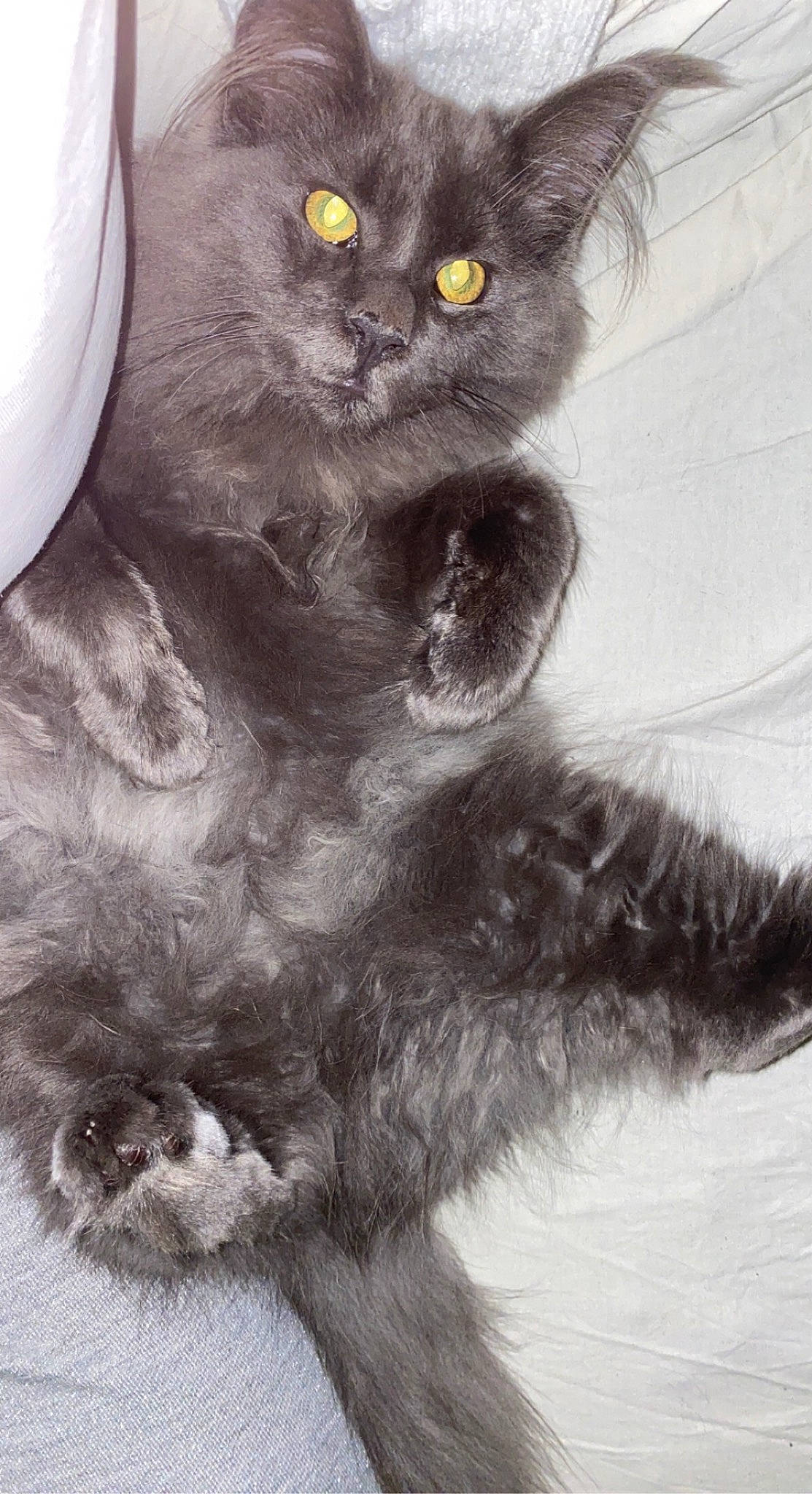 Tornade a rejoint le concours — aidez-le/la à gagner de superbes lots ! black_cat, carnivore, cat, claw, domestic_short_haired_cat, felidae, fur, grey, monochrome, monochrome_photography, paw, photography, russian_blue, small_to_medium_sized_cats, snout, tail, terrestrial_animal, whiskers, window, working_animal