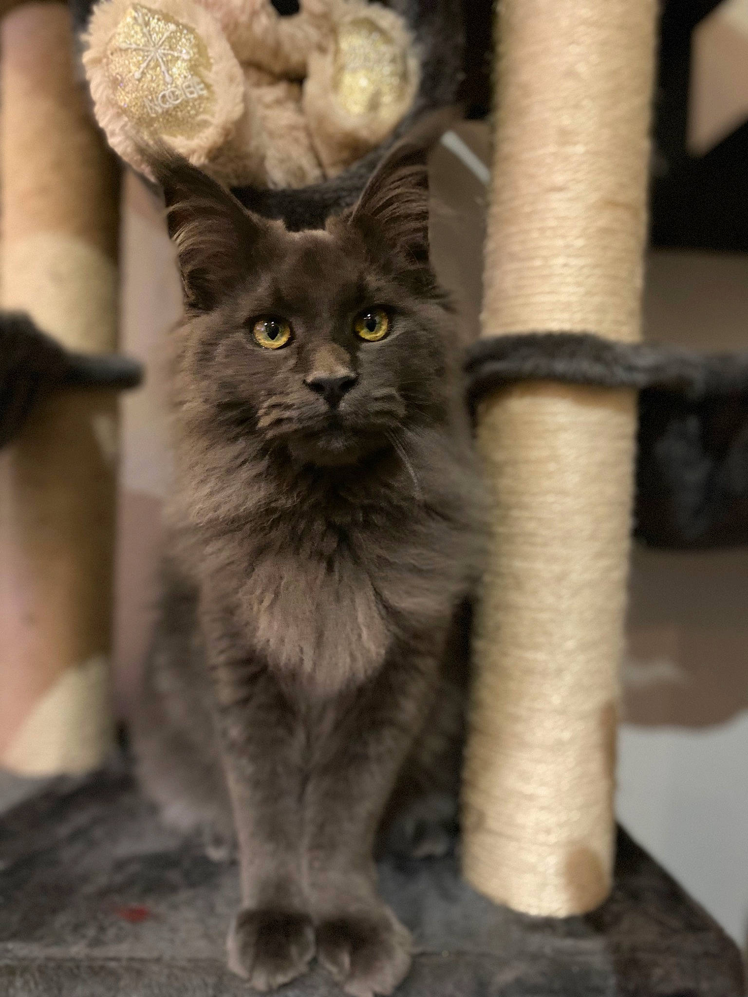 Tornade a rejoint le concours — aidez-le/la à gagner de superbes lots ! carnivore, cat, claw, domestic_short_haired_cat, felidae, fur, grey, monochrome_photography, paw, small_to_medium_sized_cats, snout, tail, terrestrial_animal, whiskers, wildlife