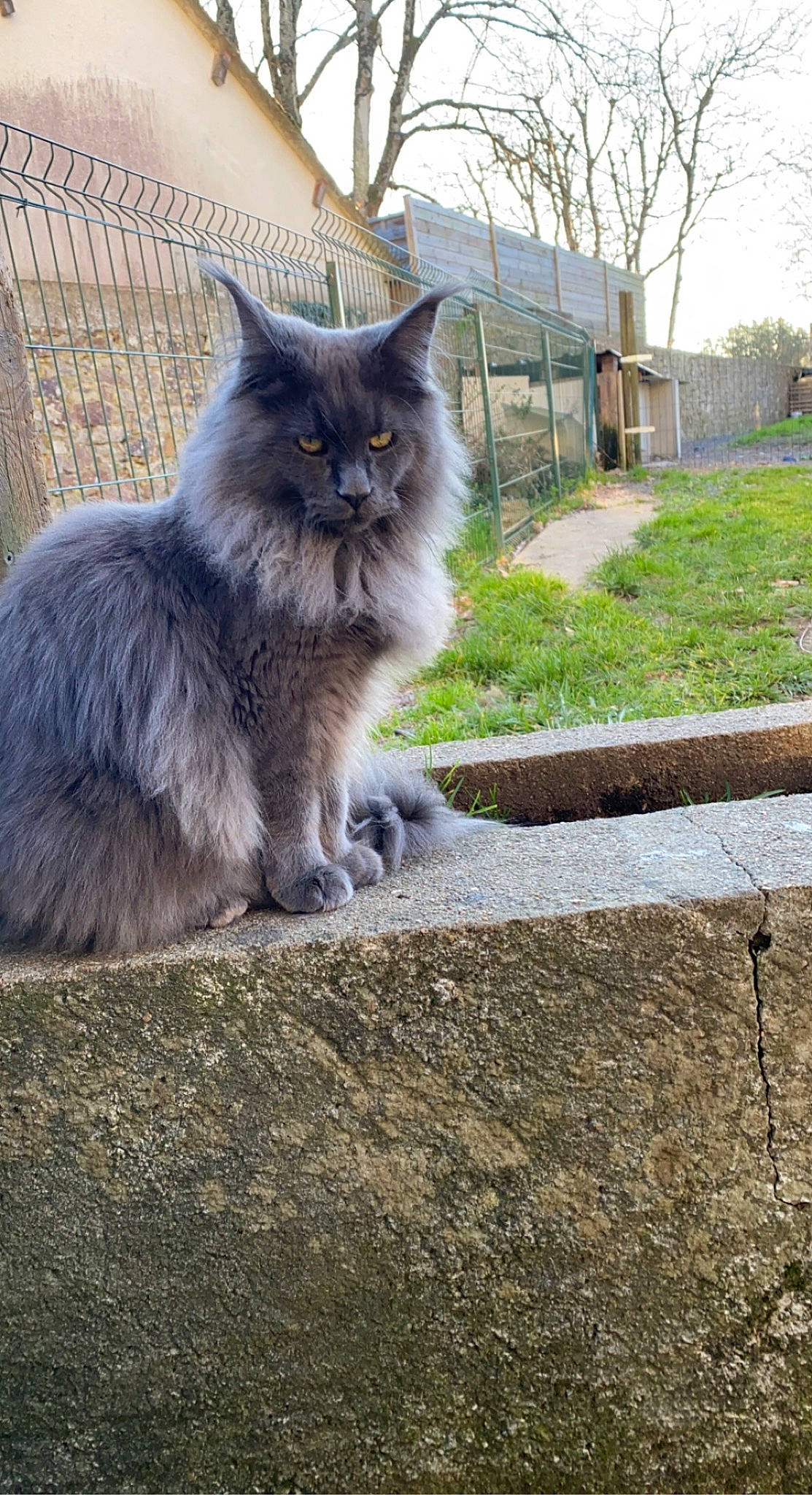 Tornade participe au concours pour gagner de l'argent avec cette photo : asphalt, british_longhair, carnivore, cat, felidae, fur, grass, grey, plant, road_surface, sitting, sky, small_to_medium_sized_cats, snout, soil, tail, terrestrial_animal, tree, whiskers, window