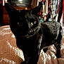 black_cat, cat, pet, bed, bedspread, indoor, furniture, clothing, closet, television, vintage_tv, dark, shadow, eyes, curious, animal, feline, domestic_animal, texture, room