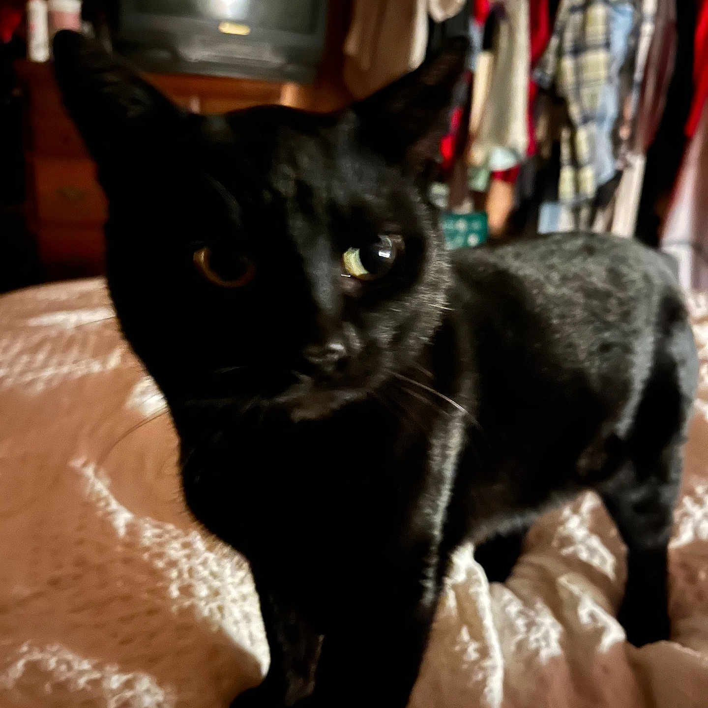 Midnight Boos Cat joined the competition — help win amazing prizes! animal, bed, bedspread, black_cat, cat, closet, clothing, curious, dark, domestic_animal, eyes, feline, furniture, indoor, pet, room, shadow, television, texture, vintage_tv