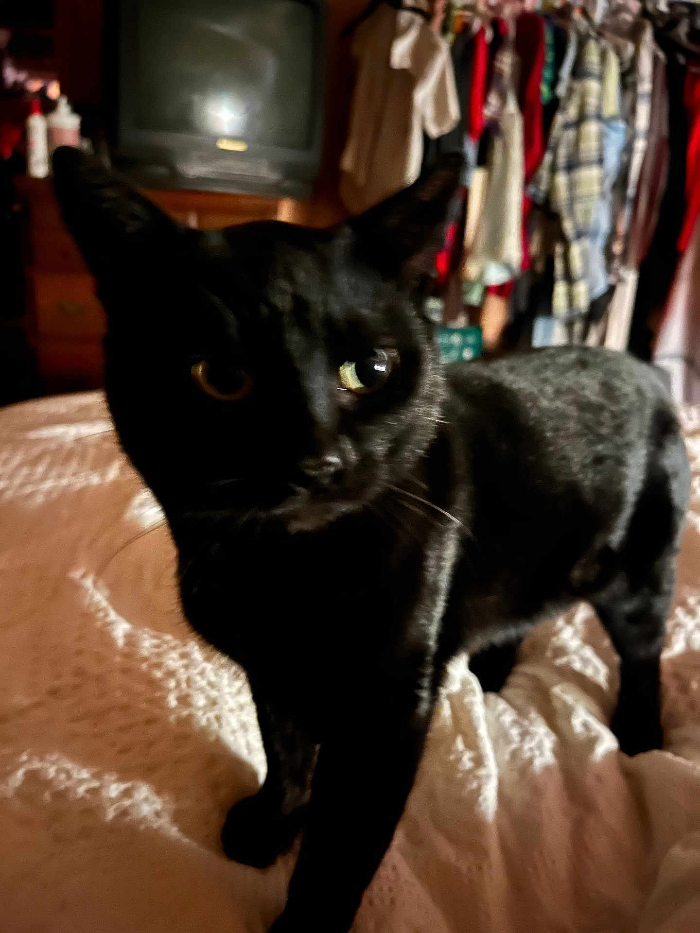 Midnight Boos Cat joined the competition — help win amazing prizes! black_cat, cat, pet, bed, bedspread, indoor, furniture, clothing, closet, television, vintage_tv, dark, shadow, eyes, curious, animal, feline, domestic_animal, texture, room