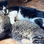 Mama Stripes is registered to the contest to win money with this photo: cat, cats, two_cats, tuxedo_cat, tabby_cat, cuddling, sleeping, nap, whiskers, paw, fur, indoor, wooden_floor, pet, feline, affection, close_up, relaxed, companion, pair