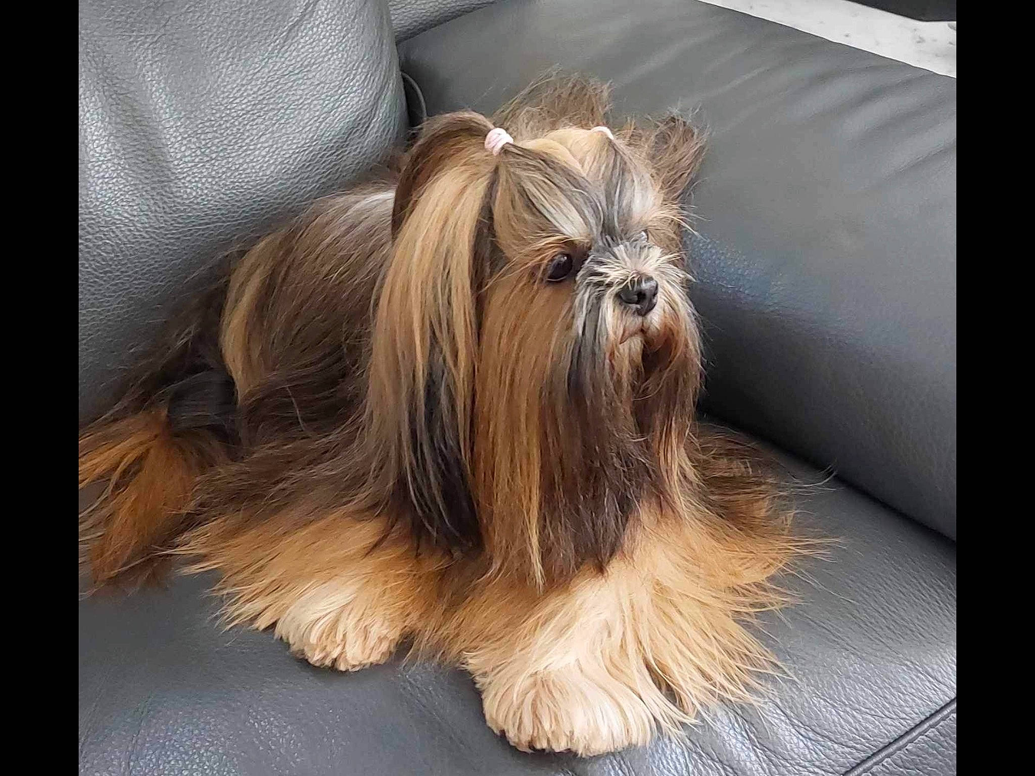 Praline a rejoint le concours — aidez-le/la à gagner de superbes lots ! biewer_terrier, canidae, carnivore, companion_dog, dog, dog_breed, fur, liver, non_sporting_group, small_terrier, snout, sporting_group, terrestrial_animal, toy_dog, wood, working_animal