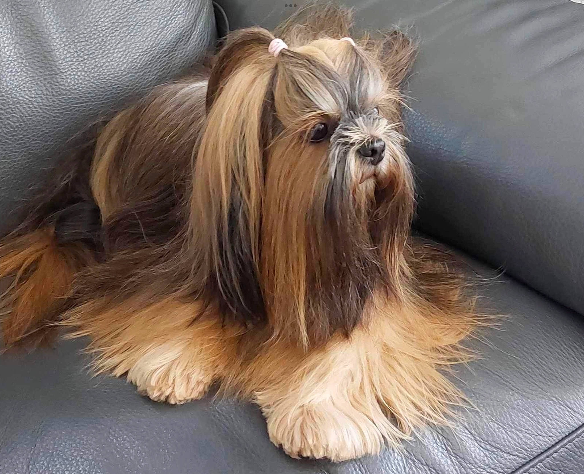 Praline participe au concours pour gagner de l'argent avec cette photo : biewer_terrier, canidae, carnivore, comfort, companion_dog, dog, dog_breed, fur, liver, non_sporting_group, small_terrier, snout, sporting_group, terrestrial_animal, toy_dog, working_animal