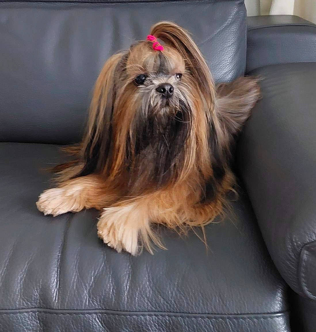 Praline a rejoint le concours — aidez-le/la à gagner de superbes lots ! biewer_terrier, canidae, carnivore, comfort, companion_dog, dog, dog_breed, fawn, fur, liver, non_sporting_group, pet_supply, shih_tzu, small_terrier, snout, sporting_group, terrier, toy_dog, working_animal