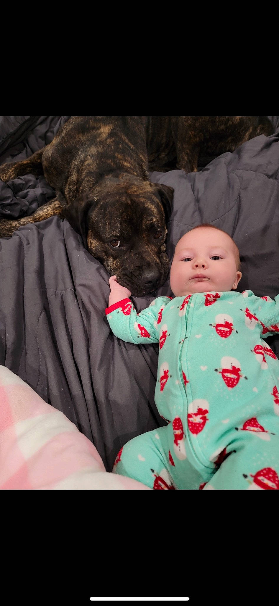 Zella joined the competition — help win amazing prizes! baby, baby_toddler_clothing, carnivore, child, comfort, companion_dog, dog, dog_breed, event, fawn, fur, grass, happy, liver, sitting, skin, sporting_group, toddler, tree, wrinkle