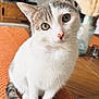 Eden a rejoint le concours — aidez-le/la à gagner de superbes lots ! cat, pet, indoor, green_eyes, white_fur, gray_fur, curious, sitting, table, orange_mat, close_up, domestic_animal, feline, whiskers, portrait, cute, animal, household, cozy, looking_at_camera