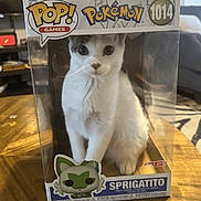 Eden participe au concours pour gagner de l'argent avec cette photo : cat, white_cat, gray_cat, funko_pop_box, plastic_box, table, wooden_table, indoor, collectible, toy_box, pokemon, sprigatito, pet, animal, curious, sitting, front_view, close_up, living_room, decor