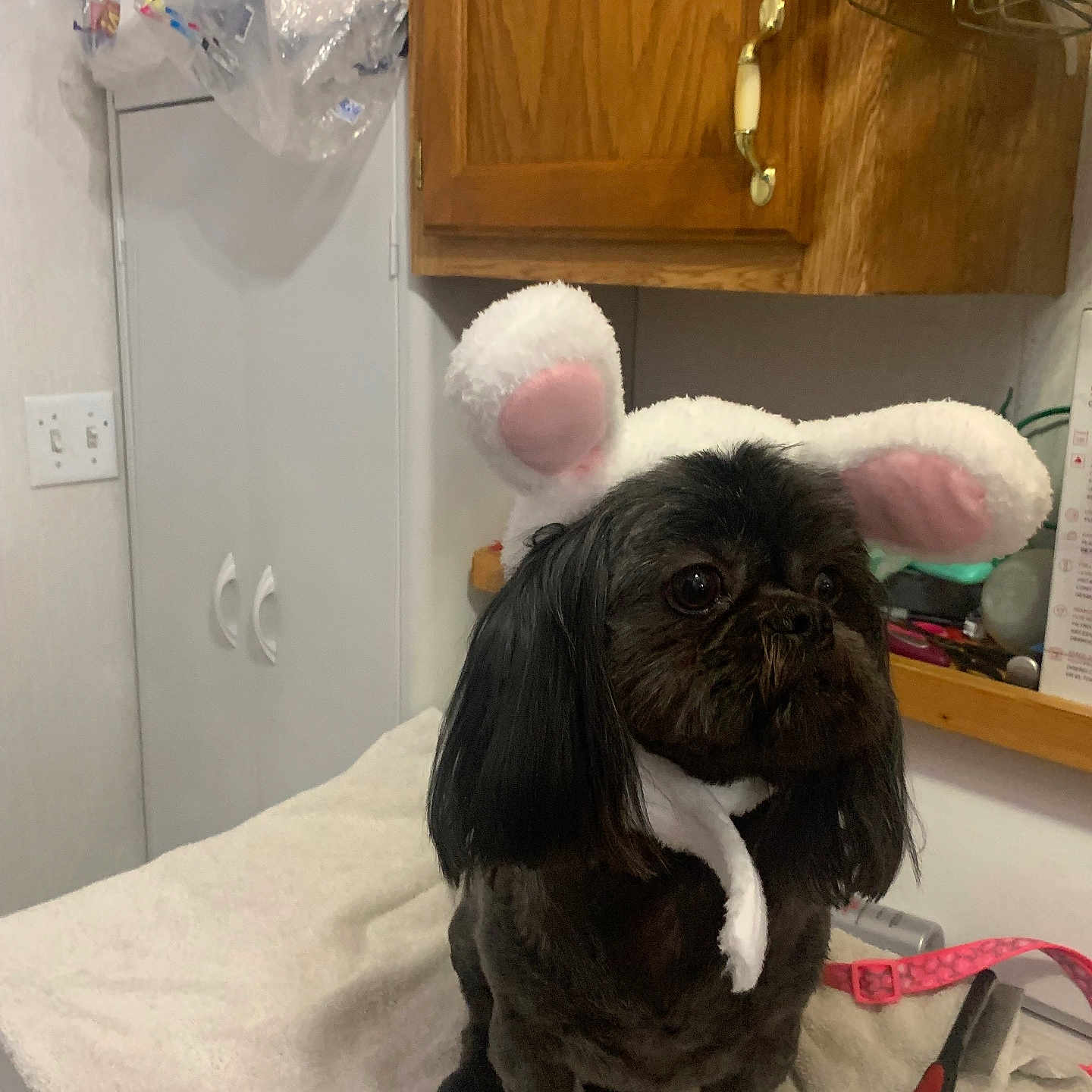 Myra Joglar joined the competition — help win amazing prizes! affenpinscher, animal, cabinet, canine, closet, cupboard, dog, drawer, furniture, indoors, interiordesign, laundry, pet, pug, puppy, shelf, sideboard, terrier, toy, wood