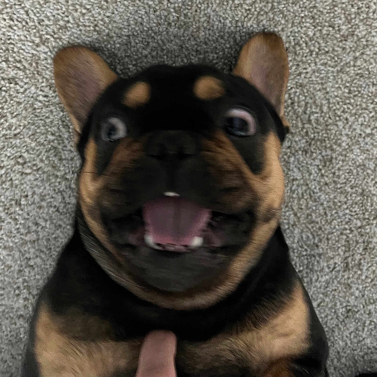 Manon Waymire joined the competition — help win amazing prizes! animal, bodypart, bulldog, canine, dog, face, frenchbulldog, head, hound, indoors, interiordesign, mouth, person, pet, photography, pitbull, portrait, puppy, snout, tongue