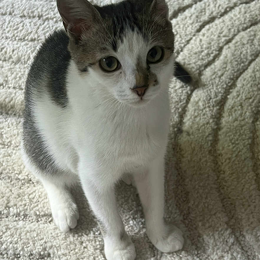 Maya a rejoint le concours — aidez-le/la à gagner de superbes lots ! alert, animal, carpet, cat, cute, domestic, ears, feline, fur, gray, indoor, kitten, looking, paw, pet, sitting, texture, whiskers, white, young