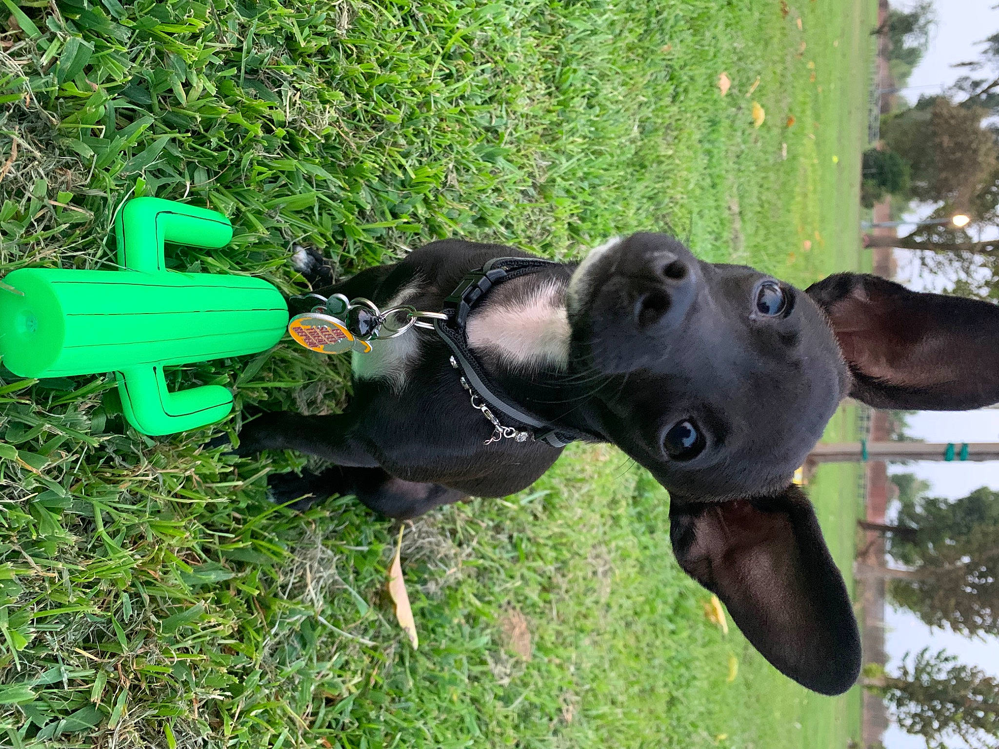 Rocky Boy joined the competition — help win amazing prizes! canidae, carnivore, dog, dog_breed, grass, snout, sporting_group