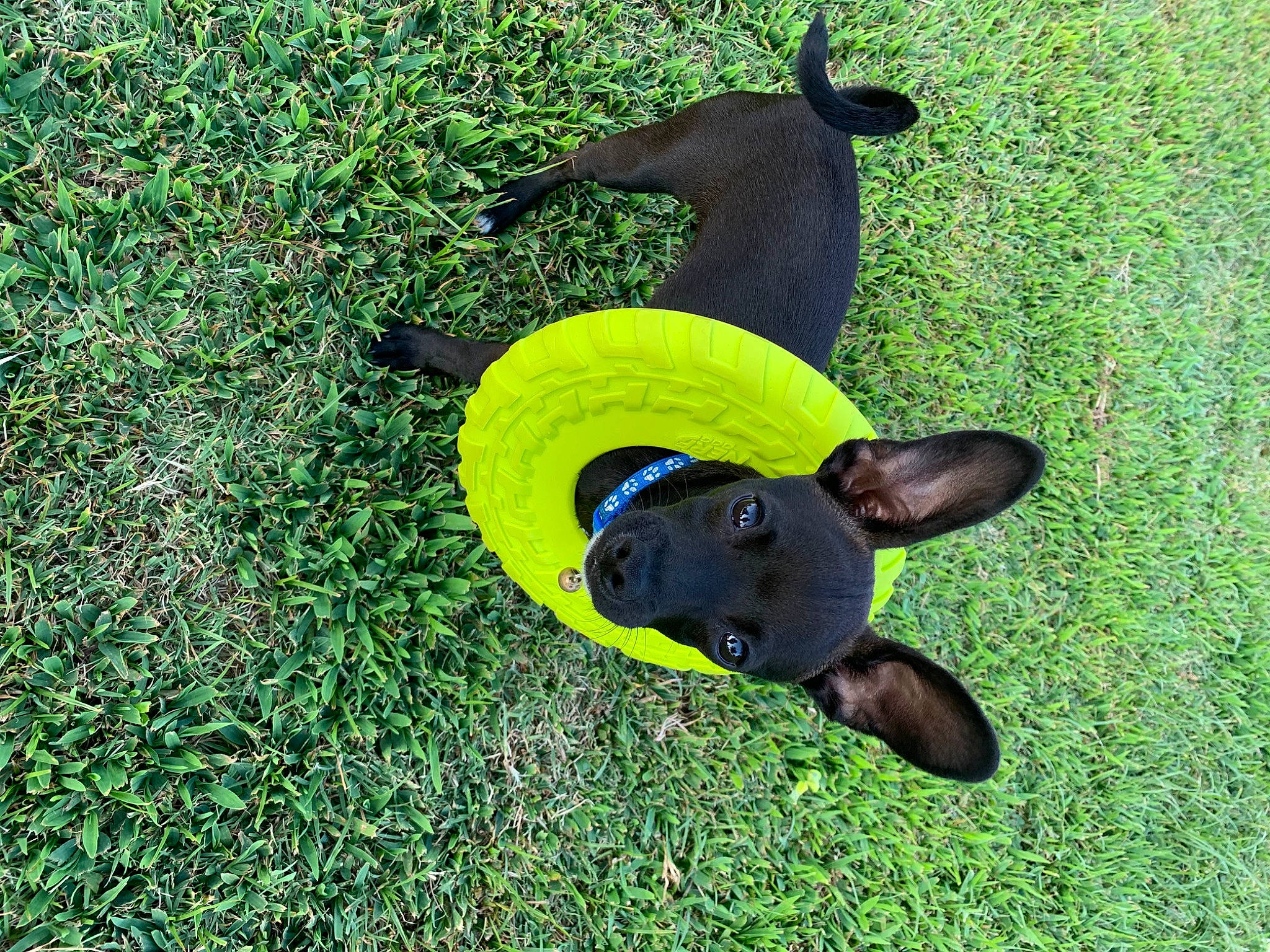 Rocky Boy joined the competition — help win amazing prizes! australian_kelpie, canidae, carnivore, dog, dog_breed, dog_toy, ear, grass, mexican_hairless_dog, plant, puppy, tail