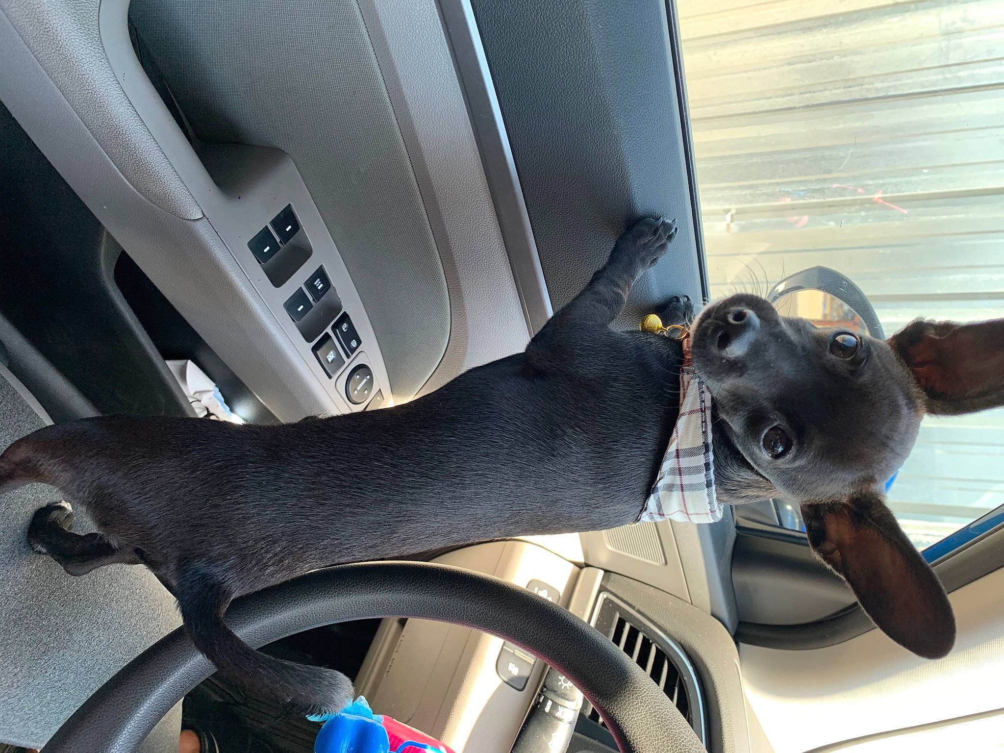 Rocky Boy is registered to the contest to win money with this photo: canidae, car_seat, carnivore, companion_dog, dog, dog_breed, guard_dog, italian_greyhound, mammal, snout, sporting_group
