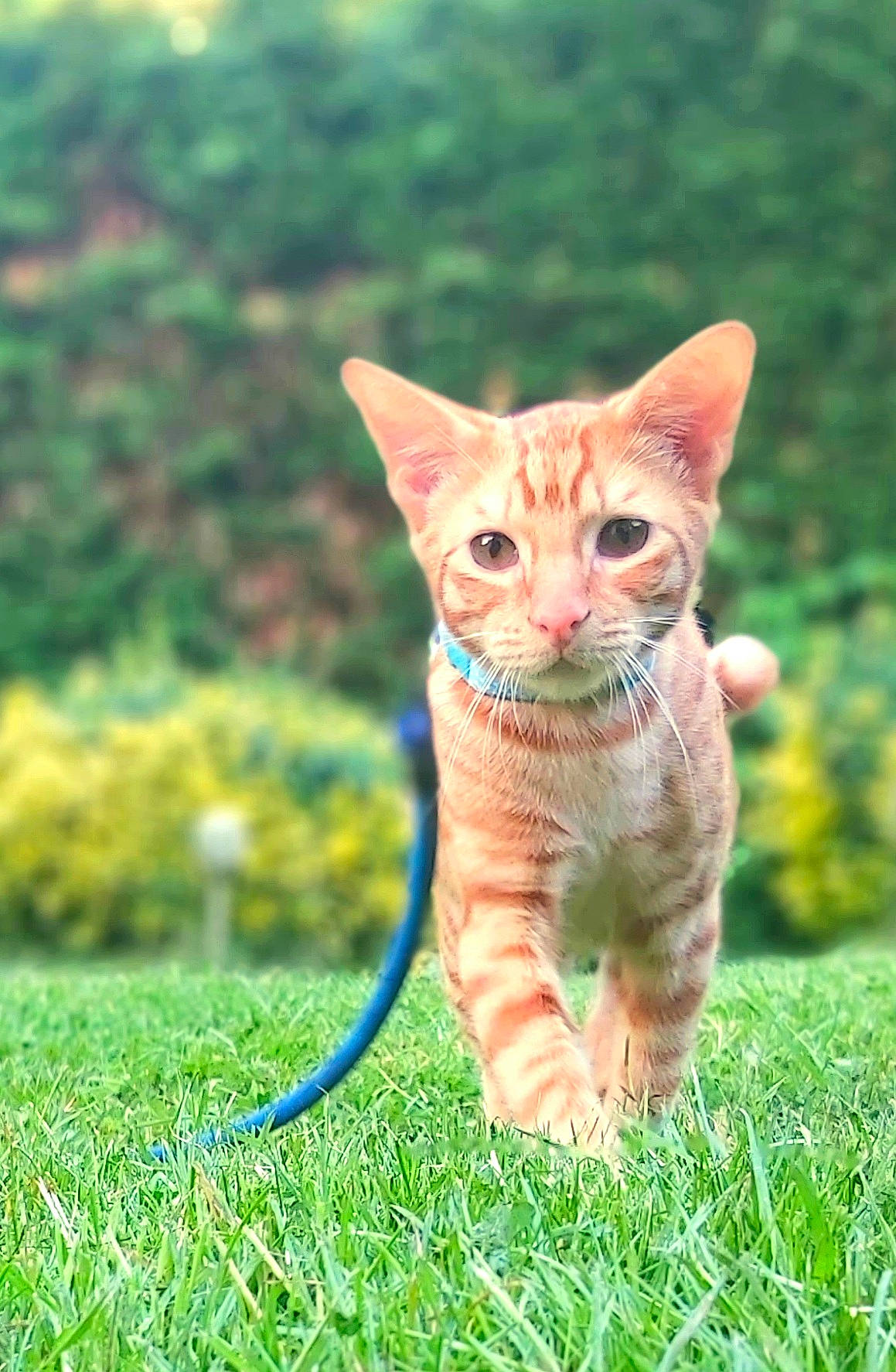 Whiskey is registered to the contest to win money with this photo: canidae, carnivore, cat, claw, domestic_short_haired_cat, fawn, felidae, fur, grass, paw, plant, sitting, small_to_medium_sized_cats, snout, tail, terrestrial_animal, toy, tree, whiskers, wildlife