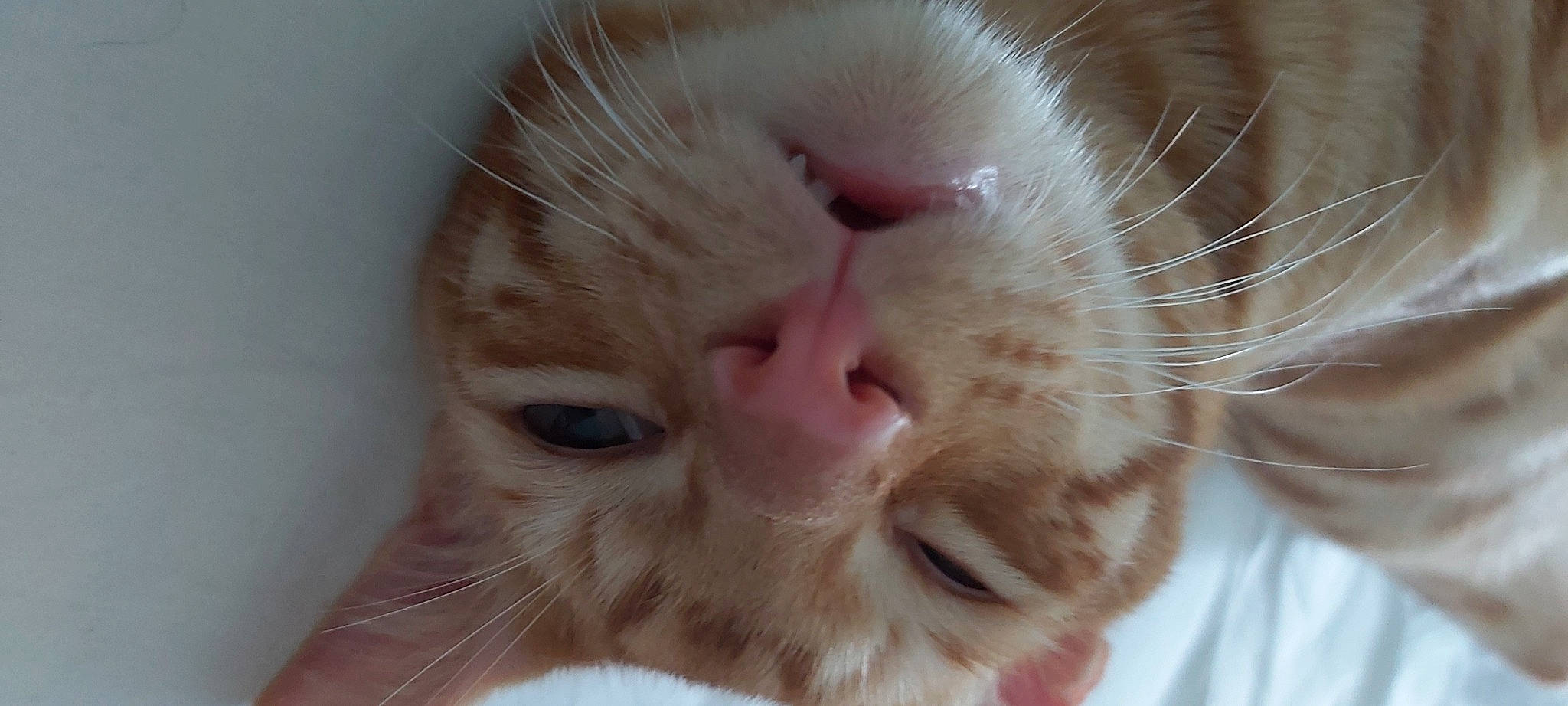 Whiskey is registered to the contest to win money with this photo: carnivore, cat, close_up, comfort, domestic_short_haired_cat, ear, eyelash, fawn, felidae, fur, iris, macro_photography, nose, paw, peach, small_to_medium_sized_cats, snout, terrestrial_animal, whiskers