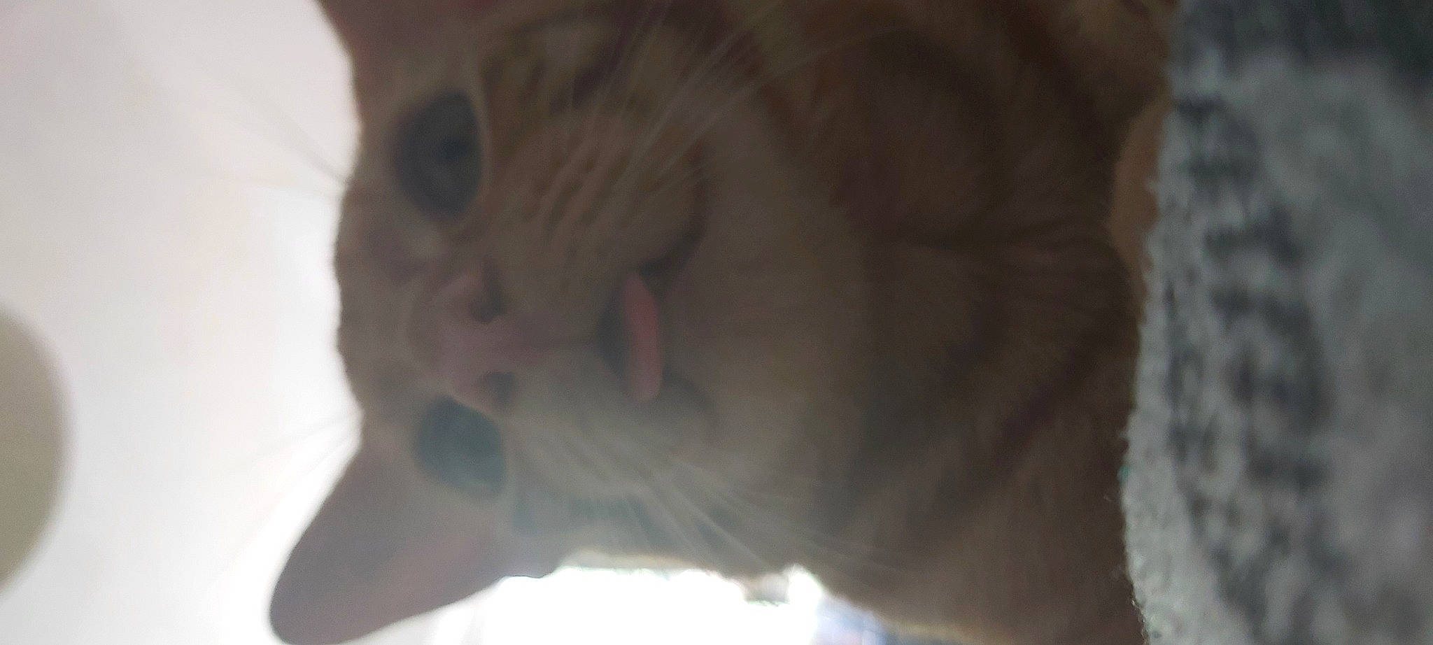 Whiskey joined the competition — help win amazing prizes! big_cats, canidae, carnivore, cat, dog_breed, domestic_short_haired_cat, ear, fang, fawn, felidae, fur, jaw, paw, small_to_medium_sized_cats, snout, sporting_group, tail, terrestrial_animal, whiskers, wrinkle