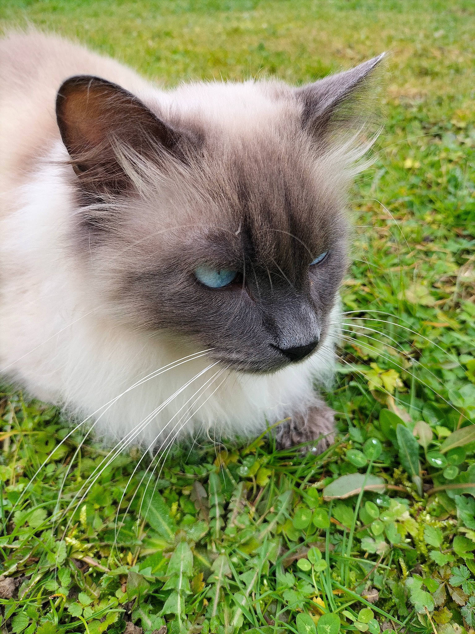 Douguy participe au concours pour gagner de l'argent avec cette photo : balinese, birman, carnivore, cat, eye, fawn, felidae, fur, grass, groundcover, iris, plant, ragdoll, siamese, small_to_medium_sized_cats, snout, terrestrial_animal, thai, whiskers