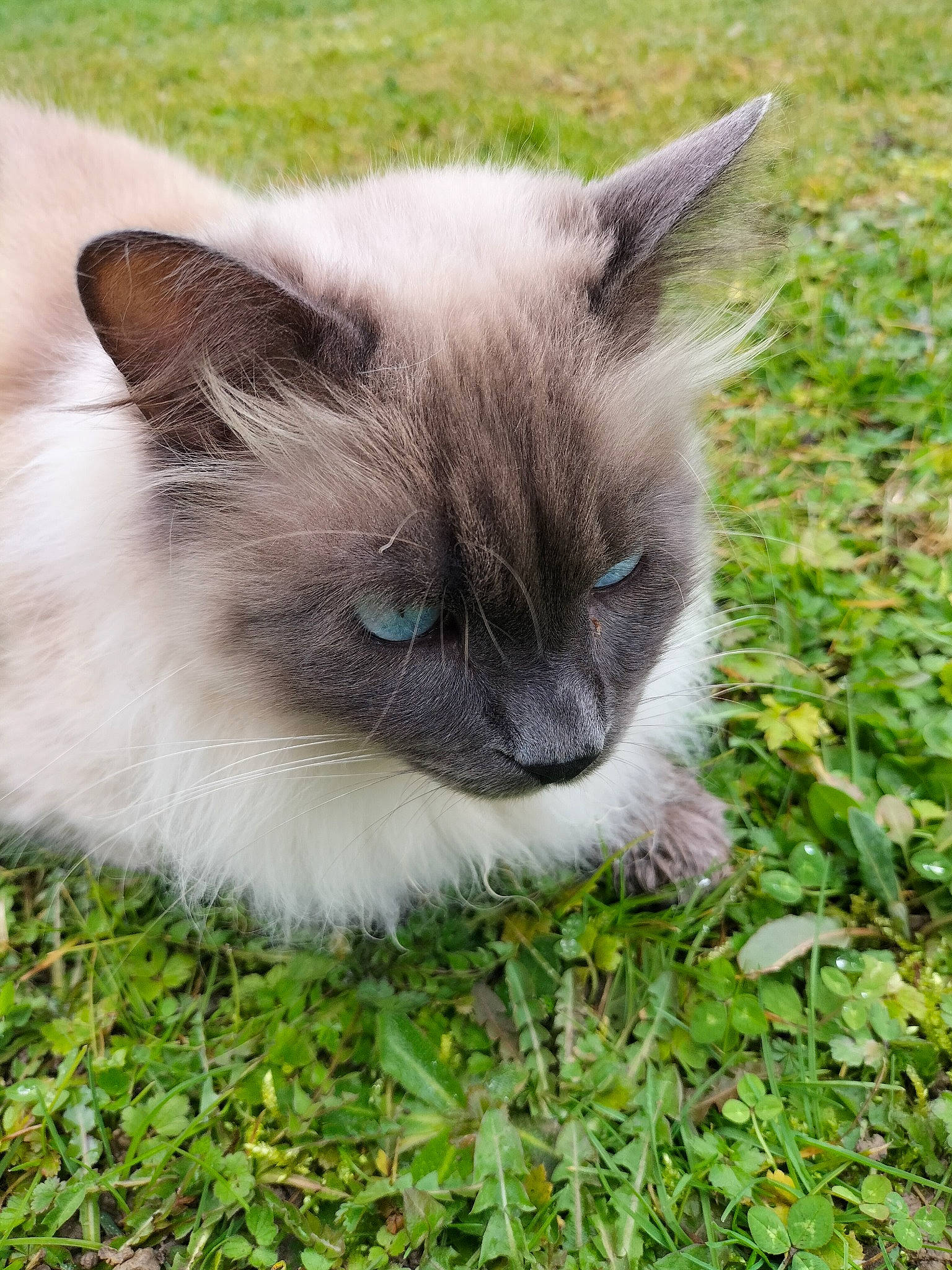 Douguy participe au concours pour gagner de l'argent avec cette photo : balinese, birman, carnivore, cat, eye, fawn, felidae, fur, grass, groundcover, iris, plant, ragdoll, siamese, small_to_medium_sized_cats, snout, terrestrial_animal, thai, whiskers
