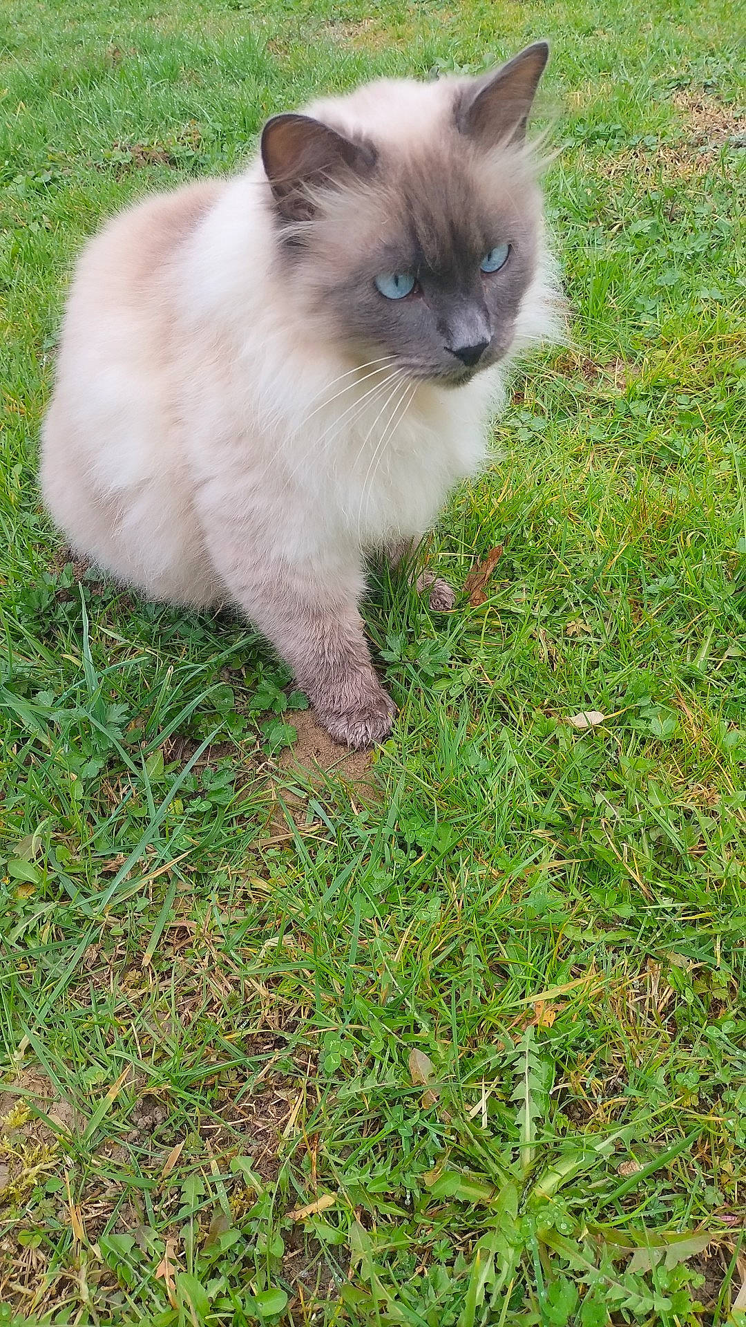 Douguy a rejoint le concours — aidez-le/la à gagner de superbes lots ! balinese, birman, carnivore, cat, eye, fawn, felidae, fur, grass, groundcover, iris, plant, ragdoll, siamese, small_to_medium_sized_cats, snout, tail, terrestrial_animal, thai, whiskers