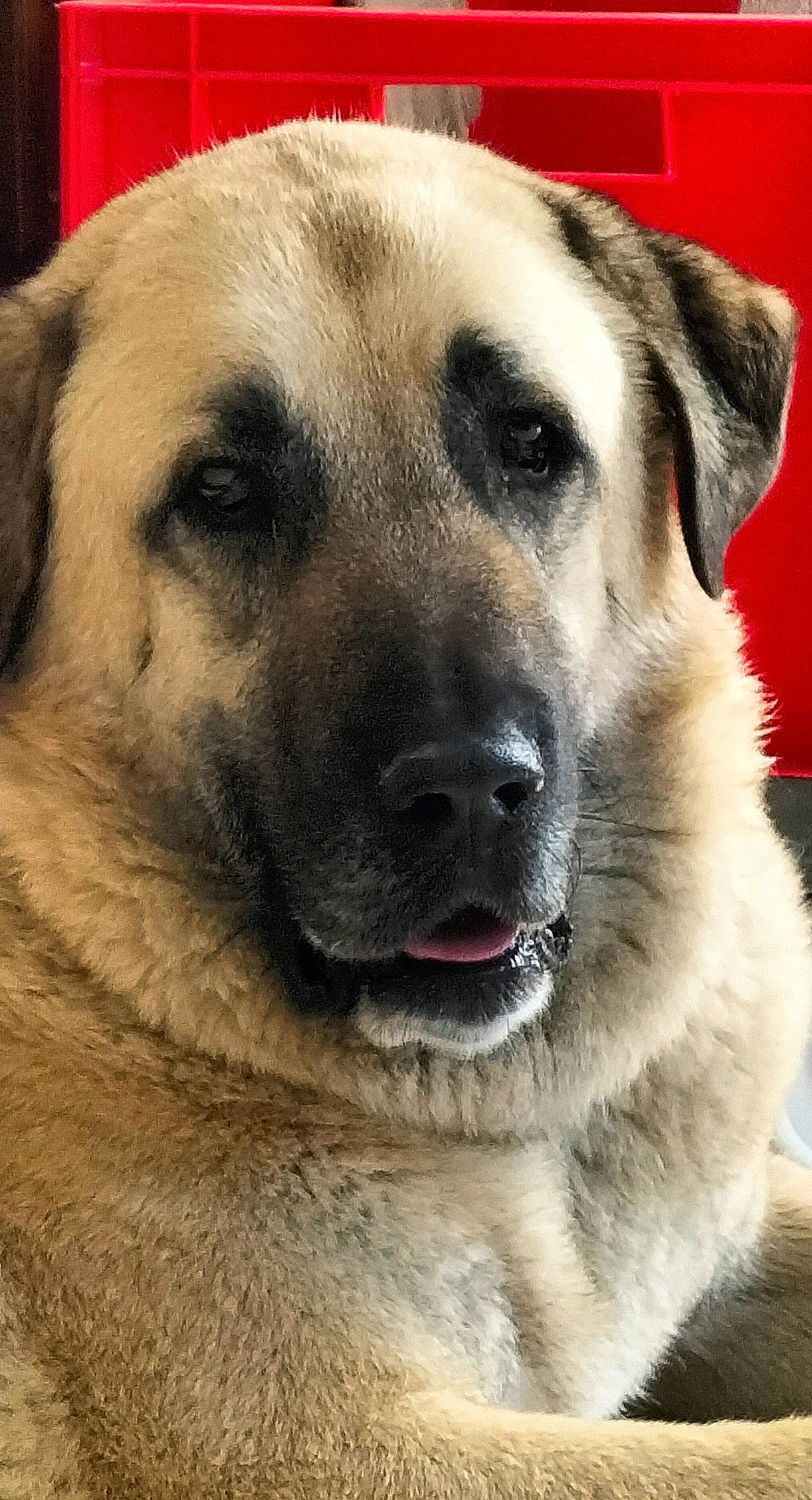 D'Jack participe au concours pour gagner de l'argent avec cette photo : ancient_dog_breeds, canidae, carnivore, companion_dog, dog, dog_breed, eye, fawn, fur, giant_dog_breed, jaw, snout, sporting_group, terrestrial_animal, whiskers, working_animal, working_dog