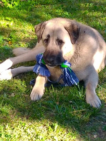 D'Jack a rejoint le concours — aidez-le/la à gagner de superbes lots ! canidae, carnivore, companion_dog, dog, dog_breed, dog_supply, fawn, grass, groundcover, plant, puppy, snout, sporting_group, working_animal, wrinkle