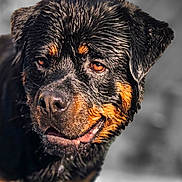 Rocky is registered to the contest to win money with this photo: animal, background_blur, black_fur, brown_eyes, canine, close_up, dog, ears, fur_texture, happy, looking_away, muzzle, outdoor, pet, portrait, rottweiler, snout, tan_markings, tongue, wet_fur