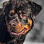 animal, background_blur, black_fur, brown_eyes, canine, close_up, dog, ears, fur_texture, happy, looking_away, muzzle, outdoor, pet, portrait, rottweiler, snout, tan_markings, tongue, wet_fur