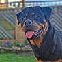 Rocky joined the competition — help win amazing prizes! animal, black_and_tan, canine, closeup, daylight, dog, domestic_animal, fence, friendly, garden, grass, happy, mammal, nature, outdoor, pet, portrait, rottweiler, summer, tongue_out