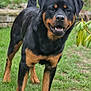 Rocky is registered to the contest to win money with this photo: alert, animal, black_and_tan, canine, dog, friendly, fur, garden, grass, leaf, mammal, nature, outdoor, pet, plant, portrait, rottweiler, snout, standing, tail