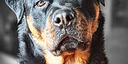 Rocky is registered to the contest to win money with this photo: animal, black, brown, canine, close_up, companion, dog, domestic_animal, ears, expression, eyes, face, fur, head, indoor, looking, muzzle, pet, portrait, rottweiler