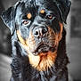 animal, black, brown, canine, close_up, companion, dog, domestic_animal, ears, expression, eyes, face, fur, head, indoor, looking, muzzle, pet, portrait, rottweiler