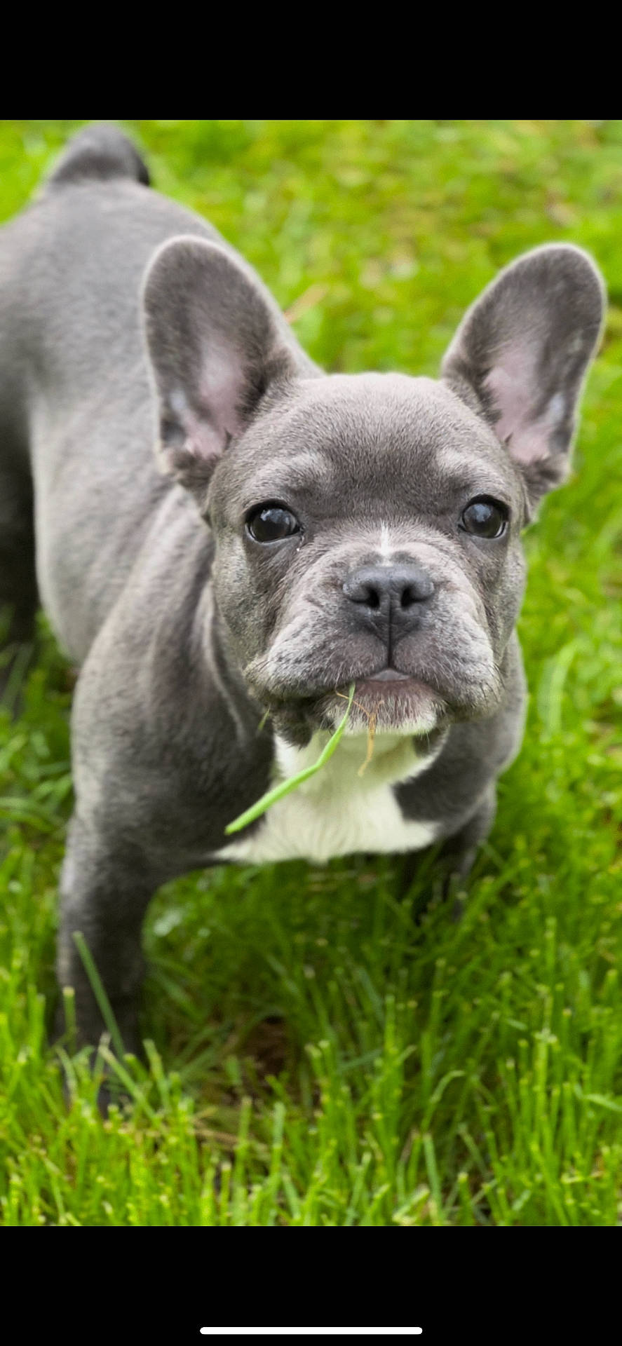 Luna is registered to the contest to win money with this photo: animal, boxer, bulldog, canine, dog, frenchbulldog, grass, pet, pitbull, plant, puppy