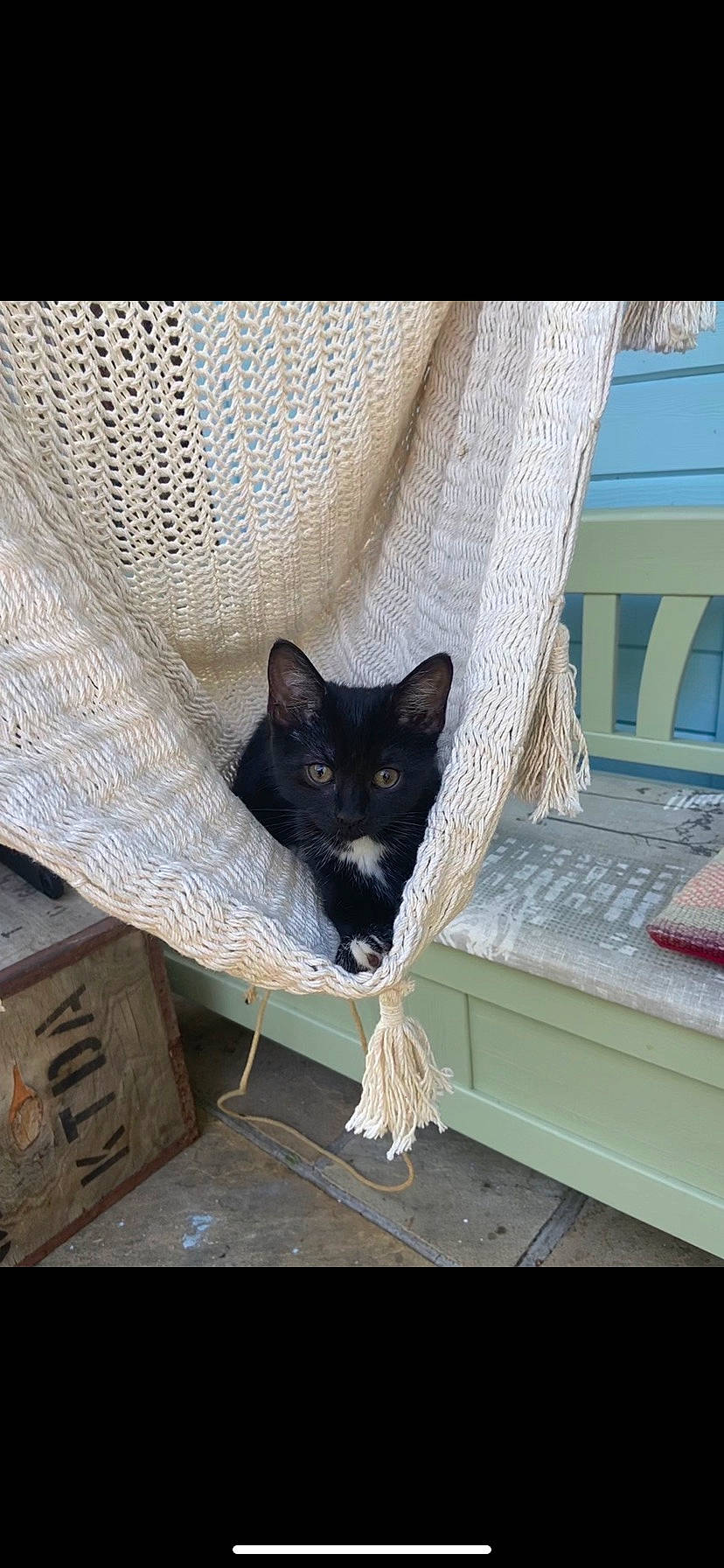 Sabrina joined the competition — help win amazing prizes! black_cat, box, carnivore, cat, cat_furniture, felidae, fur, small_to_medium_sized_cats, snout, vertebrate, whiskers