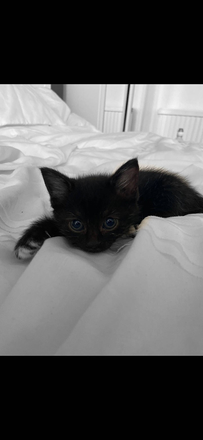 Sabrina is registered to the contest to win money with this photo: carnivore, cat, felidae, fur, iris, linens, mammal, siamese, small_to_medium_sized_cats, snout, vertebrate, whiskers