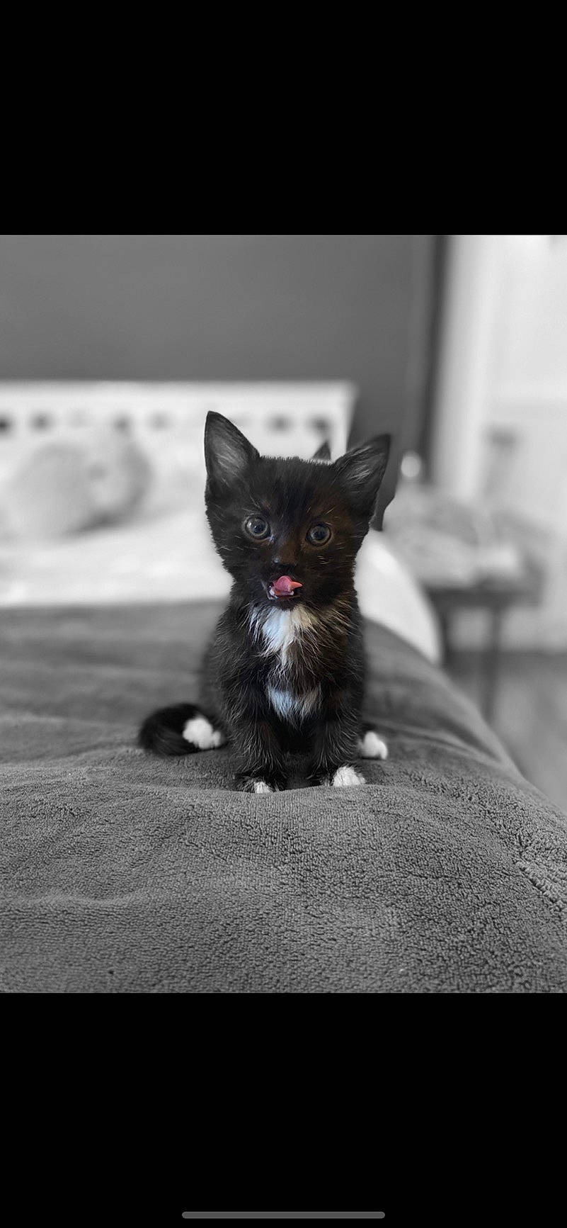 Sabrina joined the competition — help win amazing prizes! black, carnivore, cat, claw, felidae, fur, kitten, mammal, paw, small_to_medium_sized_cats, snout, whiskers