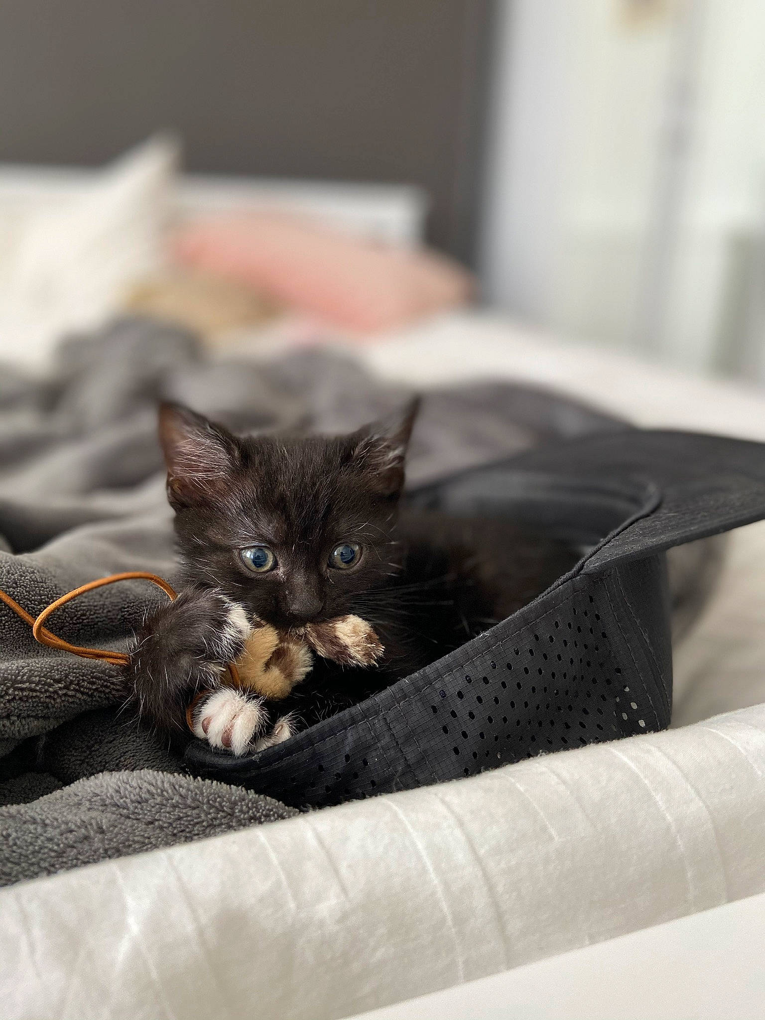 Sabrina joined the competition — help win amazing prizes! carnivore, cat, cat_supply, domestic_short_haired_cat, felidae, home_accessories, kitten, pet_supply, small_to_medium_sized_cats, snout, vertebrate, whiskers