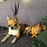 dog, chihuahua, couch, quilted, blanket, pet, animal, indoor, resting, sleeping, fur, ears, small_dog, companion, cute, relaxing, home, cozy, brown, white