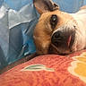 dog, pet, close_up, lying_down, tongue_out, ear, brown_fur, white_fur, face, whiskers, resting, indoor, fabric, pattern, colorful, relaxed, cute, small_dog, animal, canine